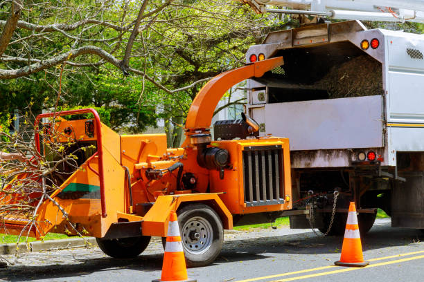 How Our Tree Care Process Works  in East Quogue, NY